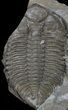 Partial Dalmanites Trilobite - New York #68530-1